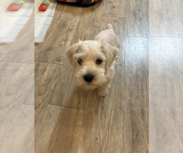 Medium Photo #1 Schnauzer (Miniature) Puppy For Sale in CEDAR PARK, TX, USA