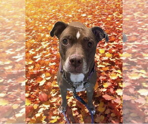 Medium American Pit Bull Terrier Mix
