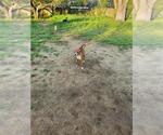 Small #3 American Staffordshire Terrier
