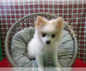 Pomeranian Litter for sale in PATERSON, NJ, USA