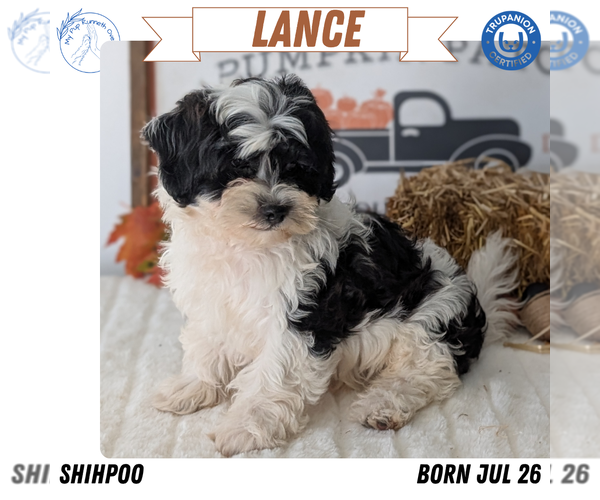 Medium Photo #84 ShihPoo Puppy For Sale in GOSHEN, IN, USA