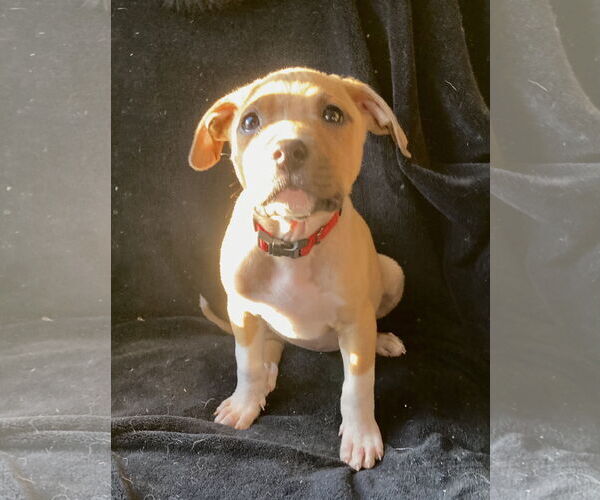 Medium Photo #1 Staffordshire Bull Terrier-Unknown Mix Puppy For Sale in Kannapolis, NC, USA