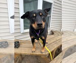 Small #1 Australian Kelpie-Rottweiler Mix
