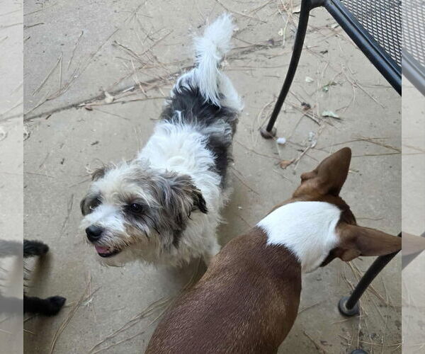 Medium Photo #10 Shih Tzu-Unknown Mix Puppy For Sale in Boonton, NJ, USA