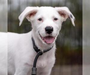 Donte - Male Pointer-Unknown Mix Dog for Adoption - Photo #8