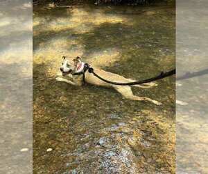 Taryn - Female Boxer-Unknown Mix Dog for Adoption - Photo #6