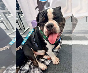 Gherkin - Male Bulldog Dog for Adoption - Photo #3