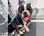 Small #2 Bulldog