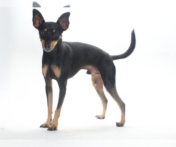 Medium Photo #1 Chihuahua-Unknown Mix Puppy For Sale in Burbank, CA, USA