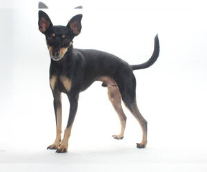 Chihuahua-Unknown Mix Dogs for adoption in Burbank, CA, USA