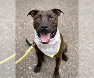 American Pit Bull Terrier-Unknown Mix Dogs for adoption in Minneapolis, MN, USA