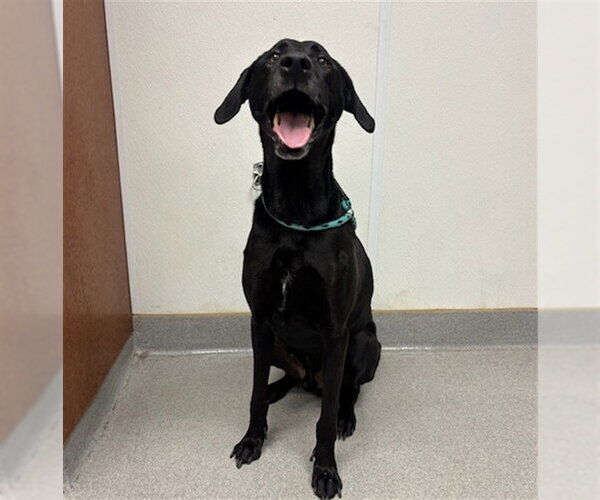 Medium Photo #1 Labrador Retriever Puppy For Sale in Rancho Cucamonga, CA, USA