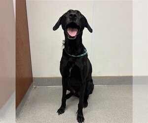 Labrador Retriever Dogs for adoption in Rancho Cucamonga, CA, USA