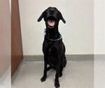 Small Labrador Retriever