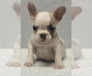French Bulldog Puppy for sale in CHARLESTON, SC, USA