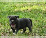Small Photo #1 American Bully Puppy For Sale in TRENTON, FL, USA