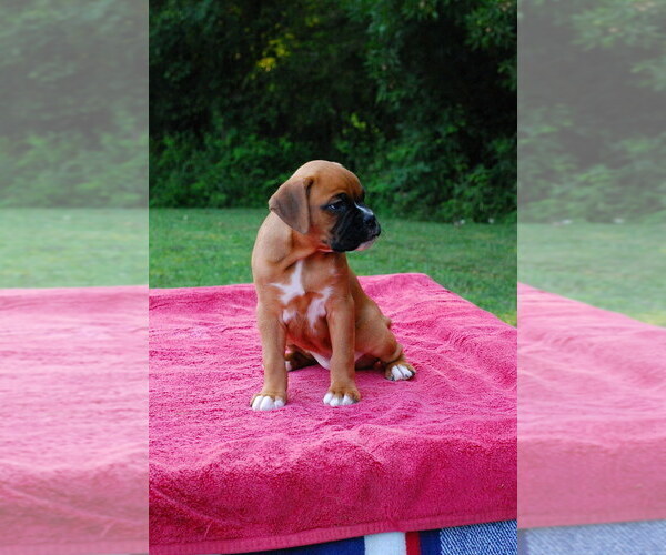 Medium Photo #3 Boxer Puppy For Sale in DILLSBORO, IN, USA