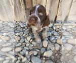 Small Photo #4 Wirehaired Pointing Griffon Puppy For Sale in SACRAMENTO, CA, USA