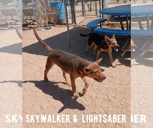 Medium Photo #2 Australian Kelpie Puppy For Sale in Apple Valley, CA, USA