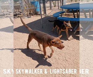Skywalker - Male Australian Kelpie Dog for Adoption - Photo #2