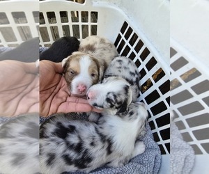 Australian Shepherd Puppy for sale in WEST PALM BEACH, FL, USA