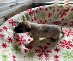 Small #7 Irish Wolfhound