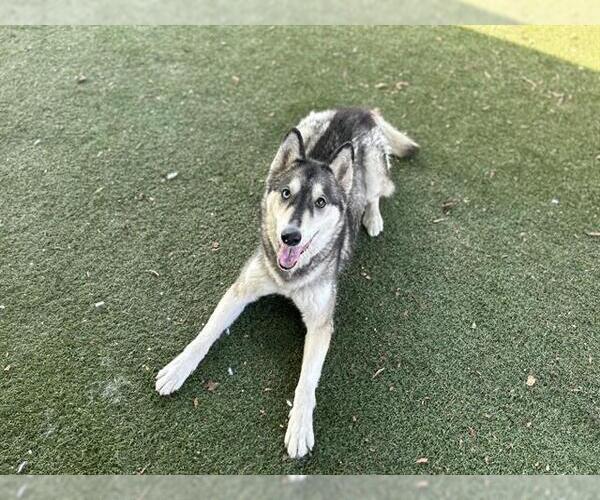 Medium Photo #5 Siberian Husky-Unknown Mix Puppy For Sale in Chula Vista, CA, USA