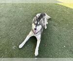 Small #4 Siberian Husky Mix