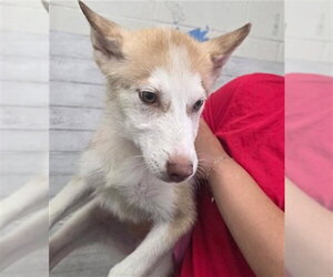 Siberian Husky Dogs for adoption in San Bernardino, CA, USA