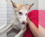 RANDY - Male Siberian Husky Dog for Adoption - Small photo