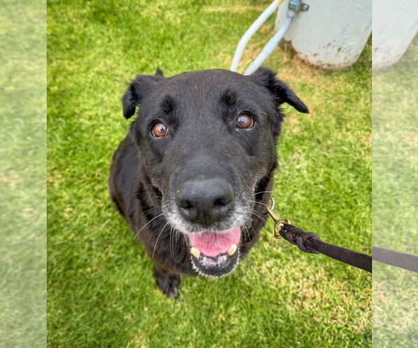 Medium Photo #5 Labrador Retriever-Unknown Mix Puppy For Sale in San Diego, CA, USA