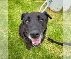 Apple - Female Labrador Retriever-Unknown Mix Dog for Adoption - Photo #5