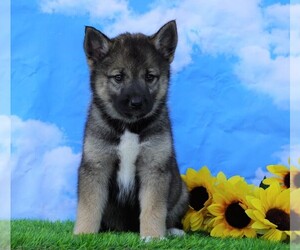 Norwegian Elkhound-Siberian Husky Mix Puppy for sale in FREDERICKSBG, OH, USA