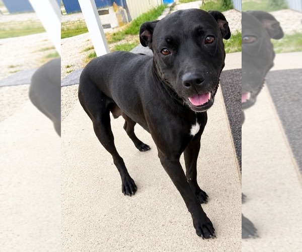 Medium Photo #1 Mutt Puppy For Sale in Evansville, IN, USA