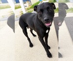 Amelia - Female Mutt Dog for Adoption - Small photo
