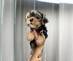 Small #3 Yorkshire Terrier