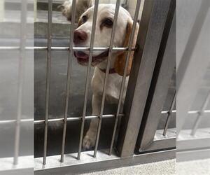Beagle Dogs for adoption in Upland, CA, USA