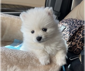 Pomeranian Puppy for Sale in PERKINS, Oklahoma USA