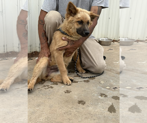 Chow Chow-Unknown Mix Dogs for adoption in Grafton, WI, USA