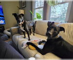 Small #14 Labrador Retriever Mix