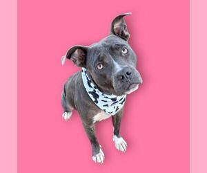 American Pit Bull Terrier Dogs for adoption in Bakersfield, CA, USA