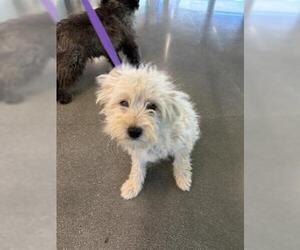 Mutt Dogs for adoption in San Martin, CA, USA