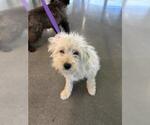 TRIXIE - Female Mutt Dog for Adoption - Small photo