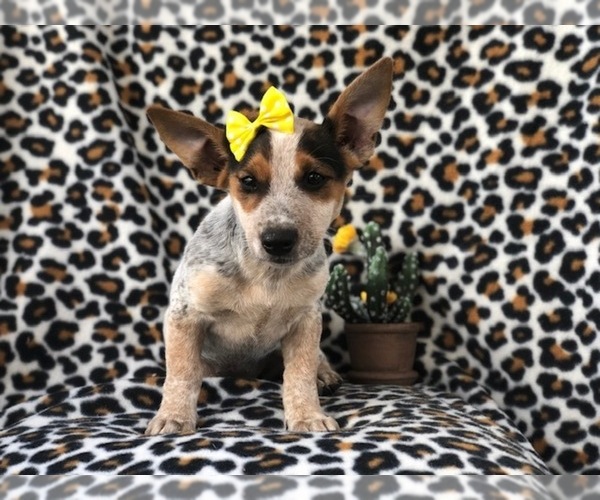 Medium Photo #14 Australian Cattle Dog-Jack Russell Terrier Mix Puppy For Sale in LAKELAND, FL, USA