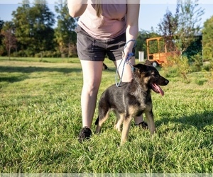 German Shepherd Dog Puppy for sale in SUMPTER TWP, MI, USA