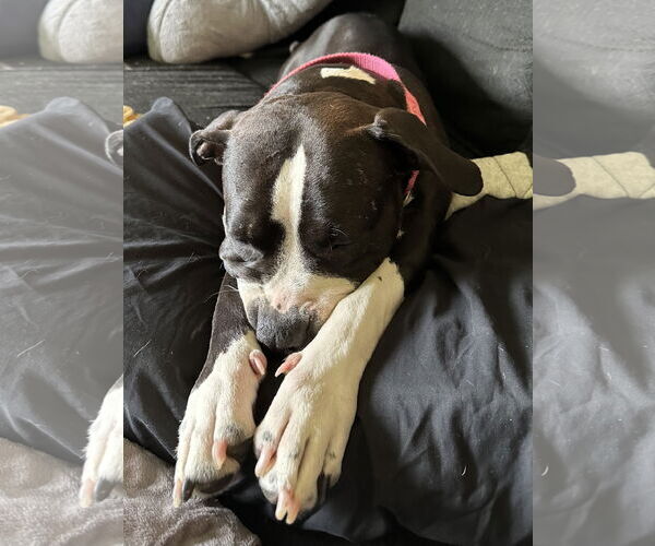 Medium Photo #3 American Bulldog-Unknown Mix Puppy For Sale in Princeton, MN, USA