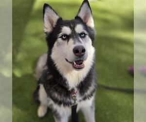 Siberian Husky-Unknown Mix Dogs for adoption in Las Vegas, NV, USA