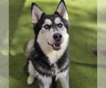 Small Siberian Husky Mix