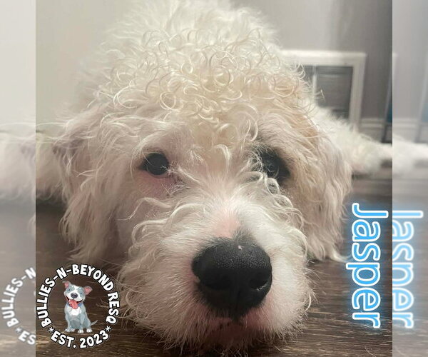 Medium Photo #6 Bernese Mountain Dog-Unknown Mix Puppy For Sale in Omaha, NE, USA