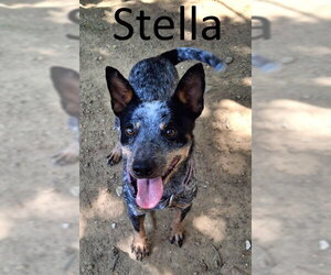 Mutt Dogs for adoption in Mountain View, AR, USA